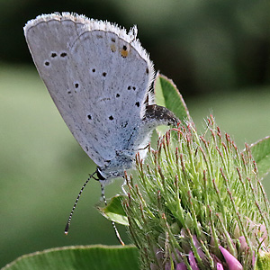 Cupido argiades (26.8.2025) Cupido argiades