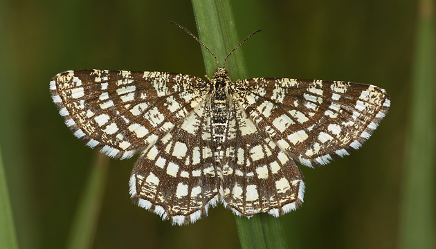 Chiasmia clathrata