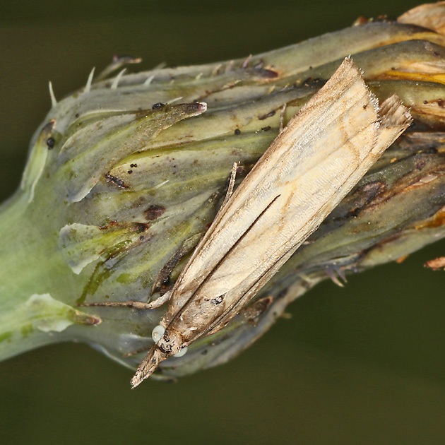 Chrysoteuchia culmella