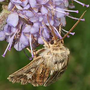 Cerapteryx graminis