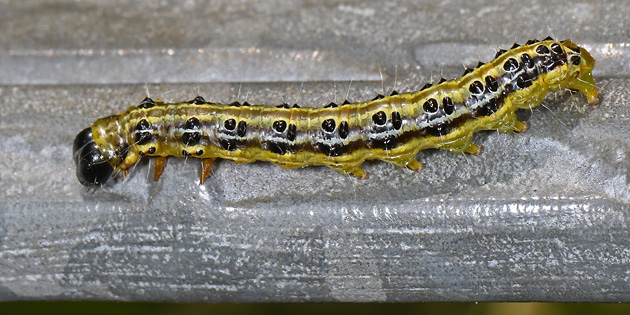 Cydalima perspectalis