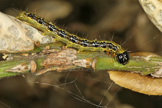 Cydalima perspectalis