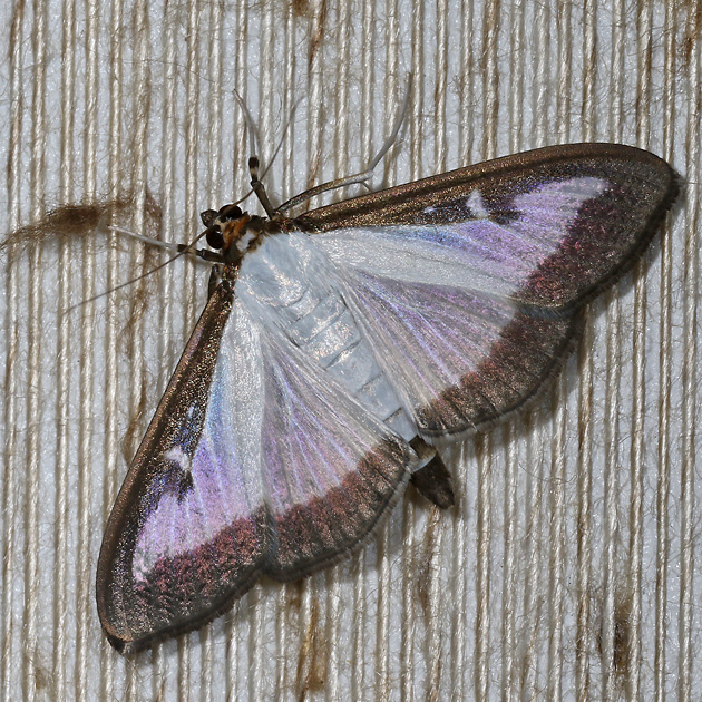 Cydalima perspectalis