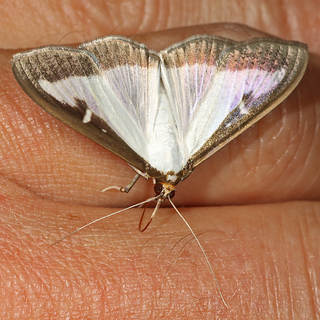 Cydalima perspectalis