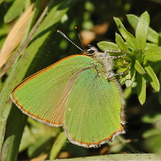 Callophrys rubi (18.4.2019) Callophrys rubi