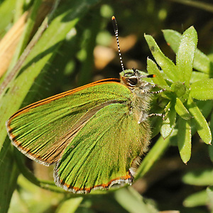 Callophrys rubi (18.4.2019) Callophrys rubi
