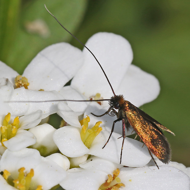Cauchas rufimitrella (6.5.2025) Cauchas rufimitrella