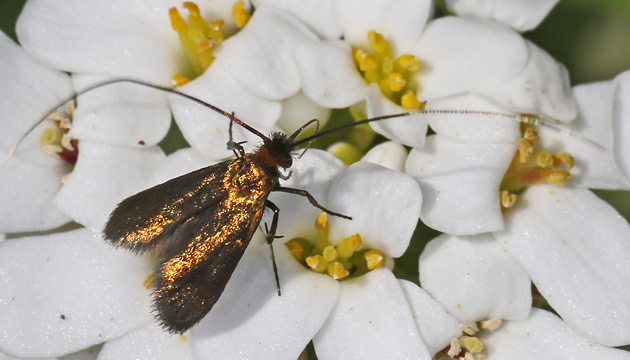 Cauchas rufimitrella (6.5.2025) Cauchas rufimitrella