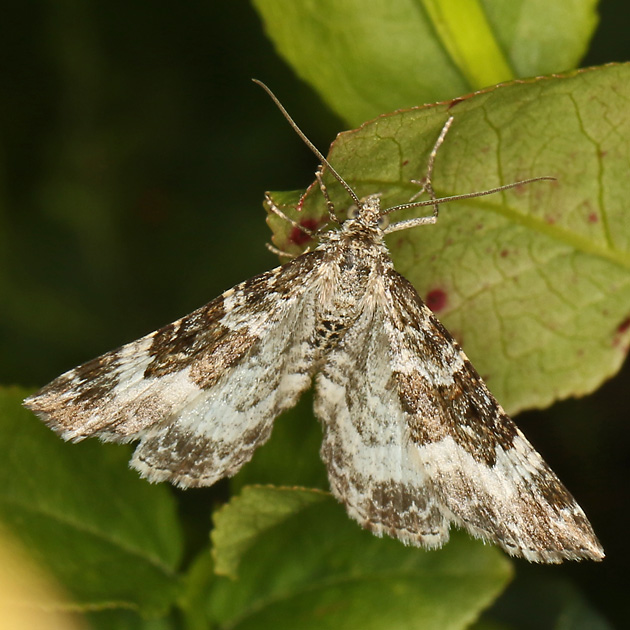 Epirrhoe alternata