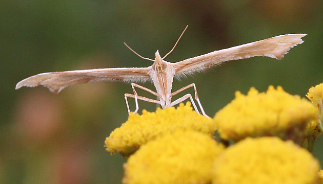 Gillmeria ochrodactyla