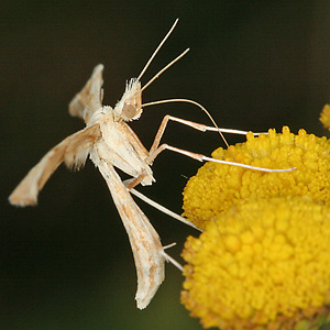 Gillmeria ochrodactyla
