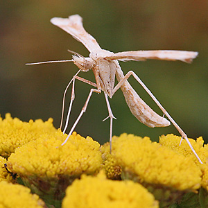 Gillmeria ochrodactyla
