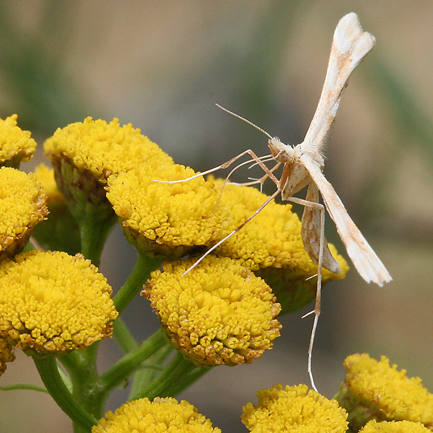 Gillmeria ochrodactyla