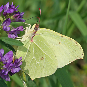 Gonepteryx rhamni