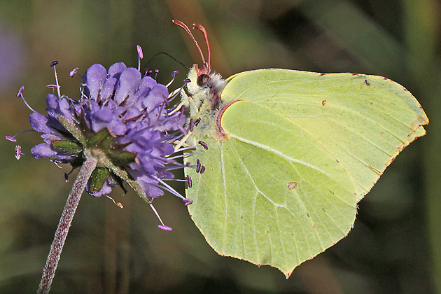 Gonepteryx rhamni