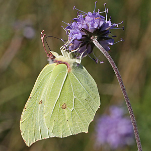 Gonepteryx rhamni
