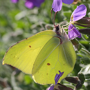 Gonepteryx rhamni