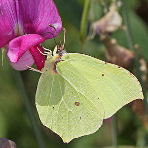 Gonepteryx rhamni