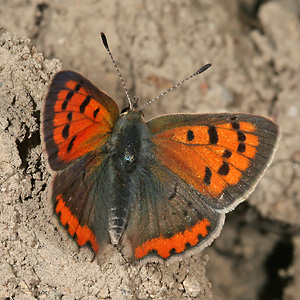 Lycaena phlaeas (19.7.2006) Lycaena phlaeas