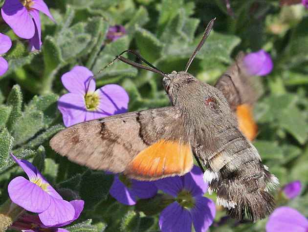 Macroglossum stellatarum