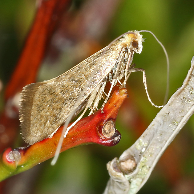 Nematopogon swammerdamella (31.5.2019) Nematopogon swammerdamella