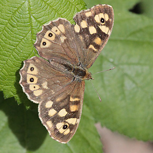 Pararge aegeria