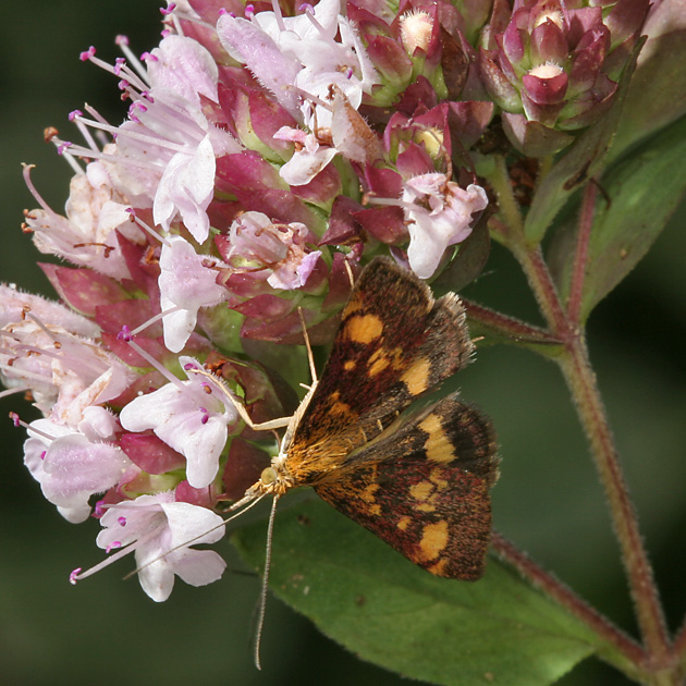 Pyrausta aurata
