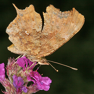 Polygonia c-album