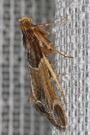 Pyralis farinalis