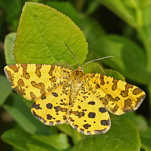 Pseudopanthera macularia