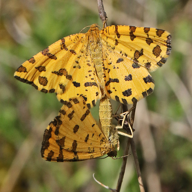 Pseudopanthera macularia
