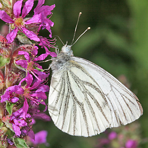 Pieris napi