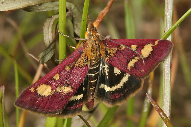 Pyrausta purpuralis