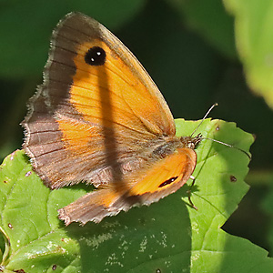 Pyronia tithonus