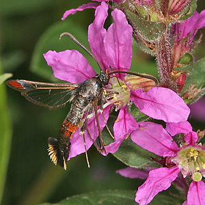 Synanthedon formicaeformis