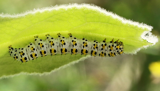 Shargacucullia verbasci
