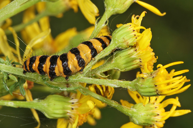 Jakobskrautb&auml;r-Raupen