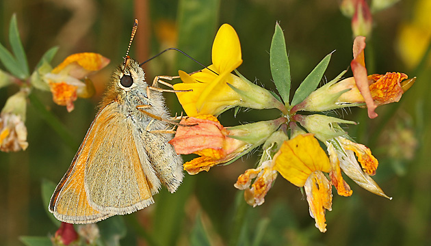Thymelicus sylvestris