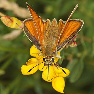 Thymelicus sylvestris