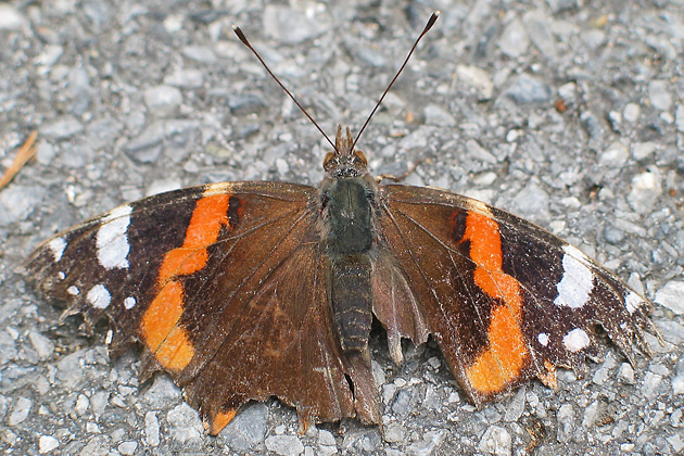 Vanessa atalanta