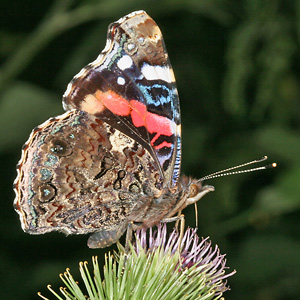 Vanessa atalanta
