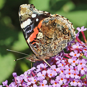 Vanessa atalanta