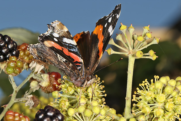 Vanessa atalanta