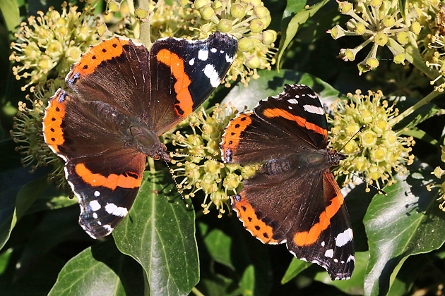 Vanessa cardui