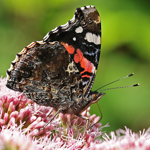 Vanessa atalanta