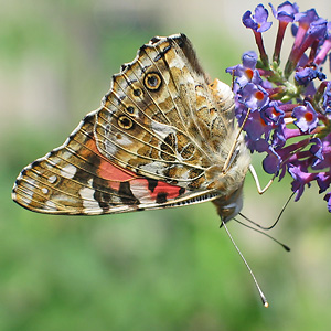 Vanessa cardui