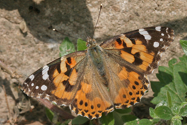 Vanessa cardui
