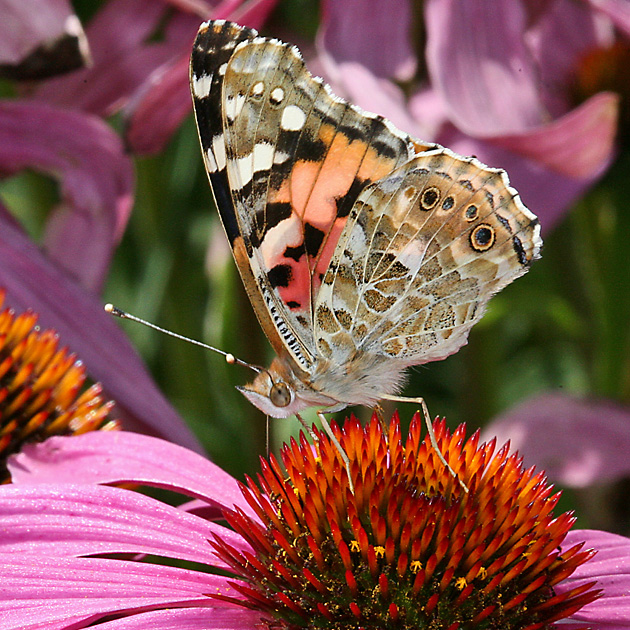 Vanessa cardui