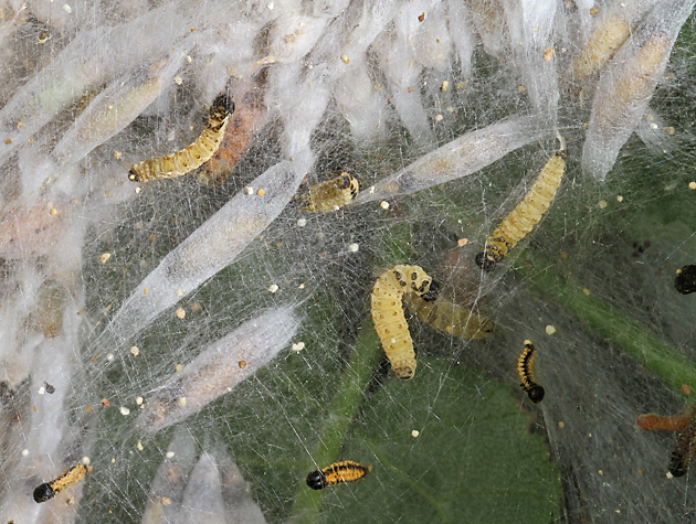Yponomeuta evonymella