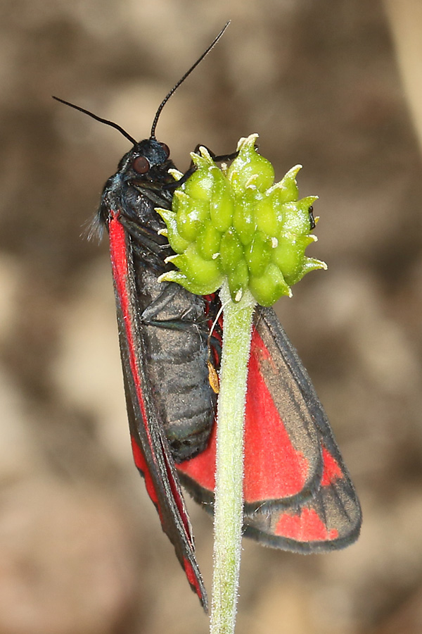 Polyommatus icarus